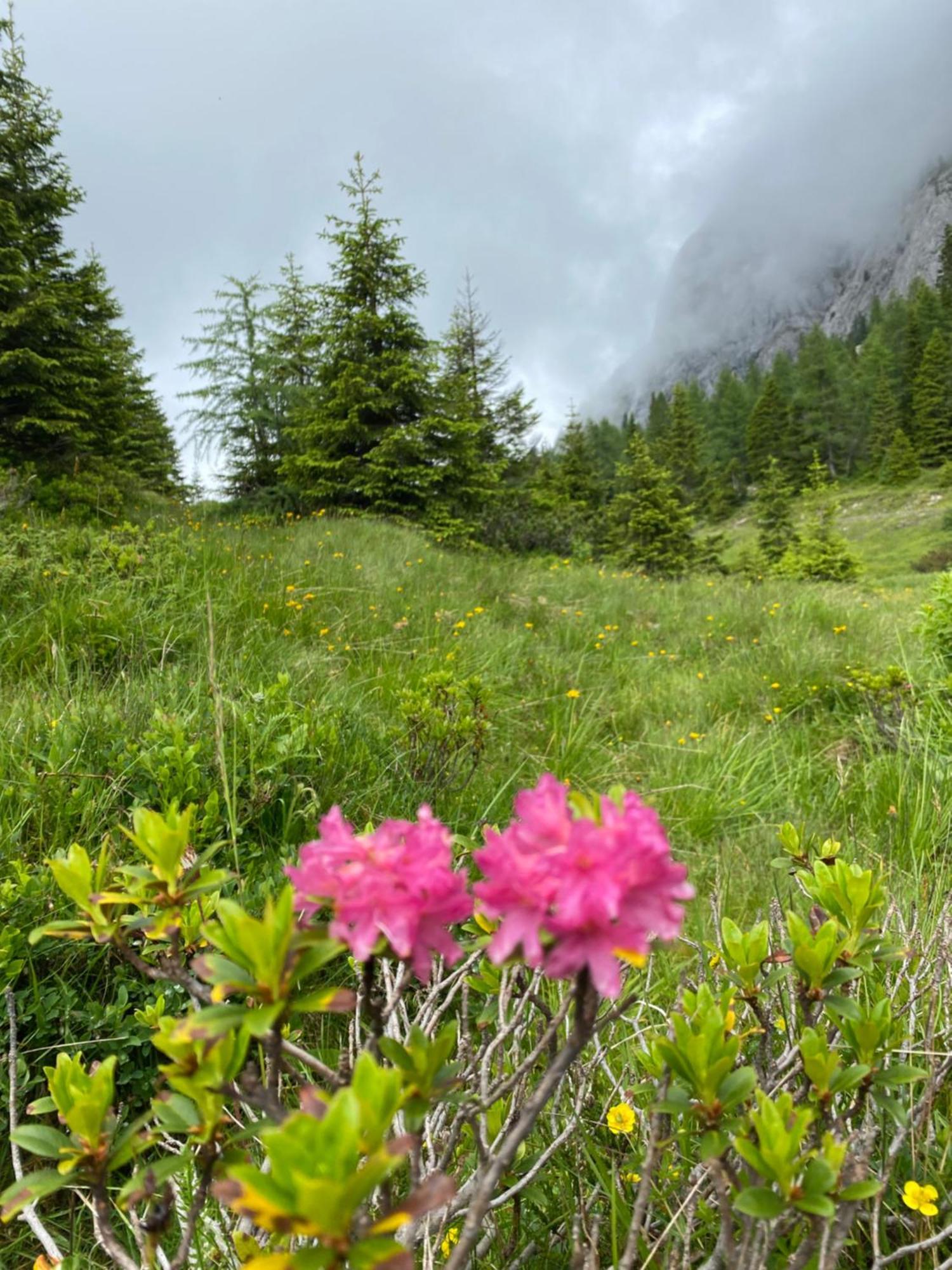 Il Riccio E Il Gufo Hotel Cepletischis ภายนอก รูปภาพ